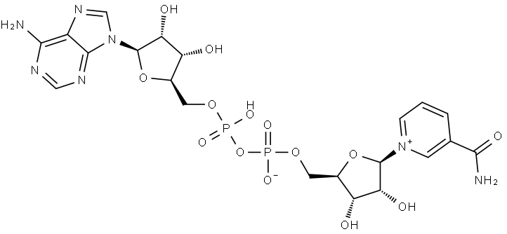 β-Nicotinamide Adenine Dinucleotide (NAD+) 53-84-9 β-Nicotinamide Adenine Dinucleotide (NAD+) 53-84-9